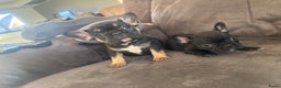 Franse Bulldog honden te koop: Franse bulldog pups - Advertentie 6