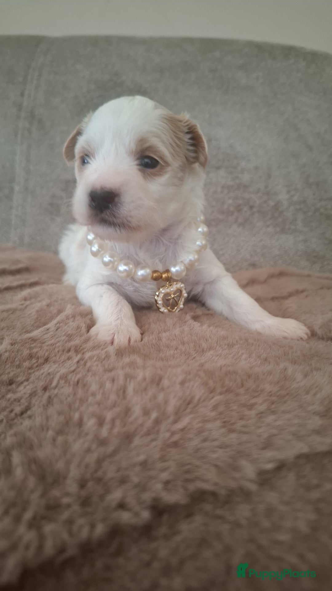 Maltipoo honden ❤️ UNIEKE maltipoo pup - 1 REUTJE BESCHIKBAAR ❤️ - Advertentie 5