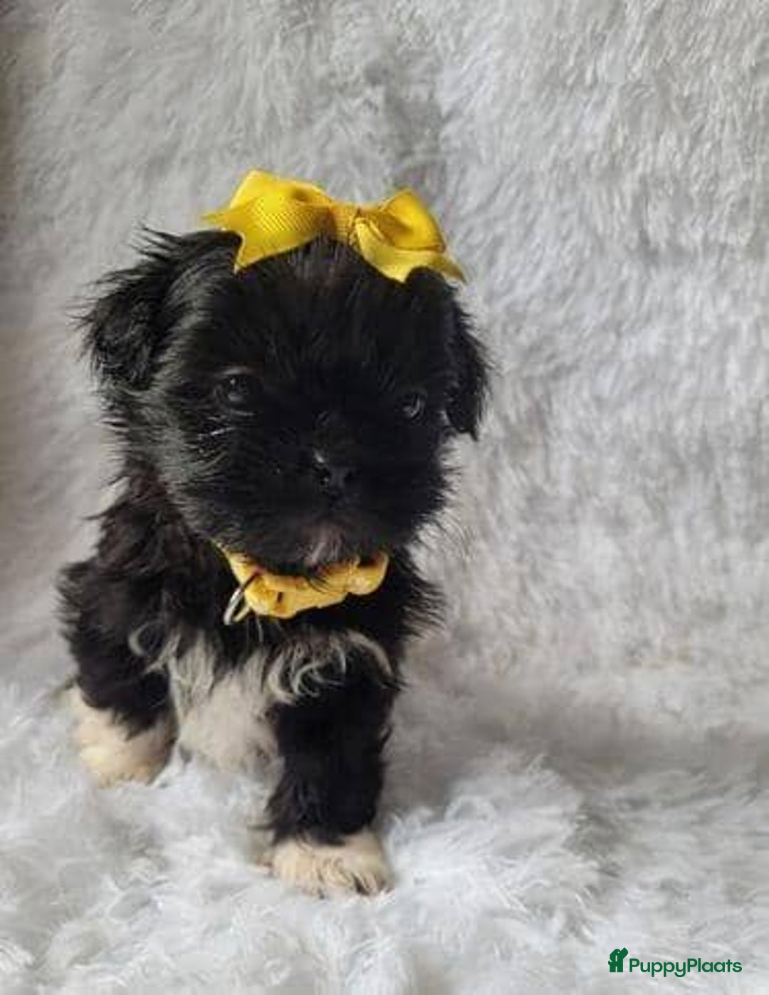 Shih Tzu honden te koop: Imperial Shih Tzu pups te koop - Advertentie 2
