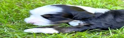 Tibetaanse Terriër honden te koop: Lieve Tibetaanse Terriër pups met stamboom  - Advertentie 9