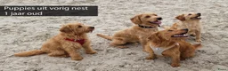 Labradoodle honden te koop: Prachtige  medium abricot labradoodles - Advertentie 22