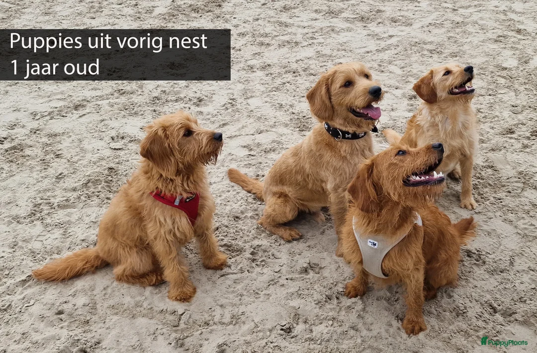 Labradoodle honden te koop: Prachtige  medium abricot labradoodles - Advertentie 22