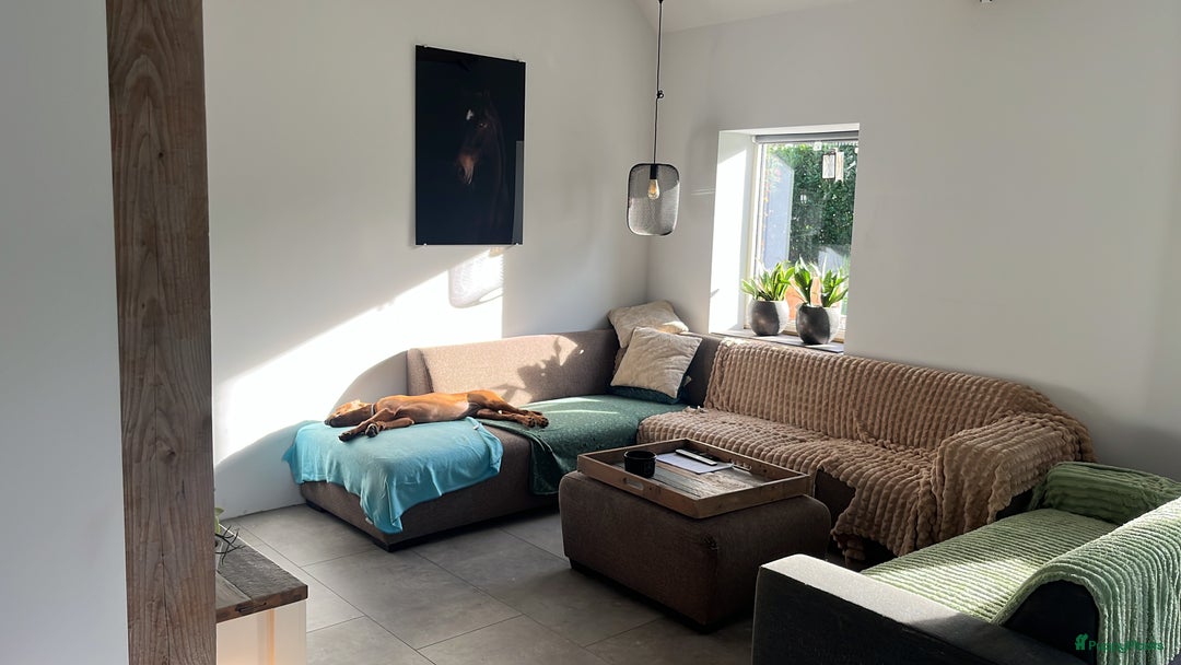 Rhodesian Ridgeback honden te koop: Rhodesian Ridgeback 7 reutjes geboren - Advertentie 10