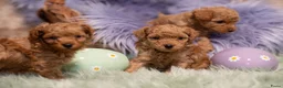 Poedel Toy honden te koop: 1 puppy poedel toy te koop - Advertentie 5