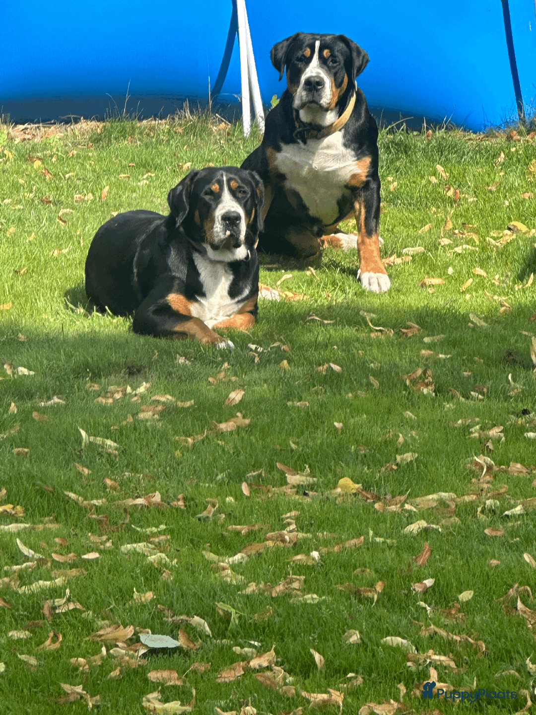 Grote Zwitserse Sennenhond honden te koop: Grote Zwitserse Sennen pups (27-11) - Advertentie 7