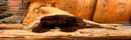 Kruising honden te koop: 2 prachtige La Poodle/ Doodle pups  - Advertentie 4