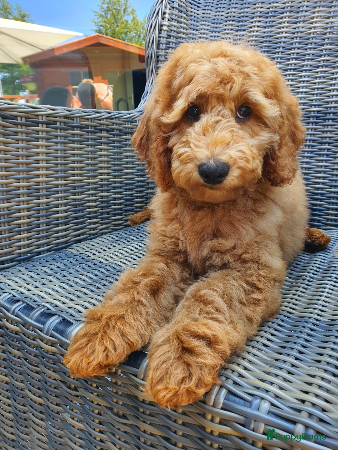 Australian Labradoodle honden te koop: Australian Labradoodle - Afbeelding 4