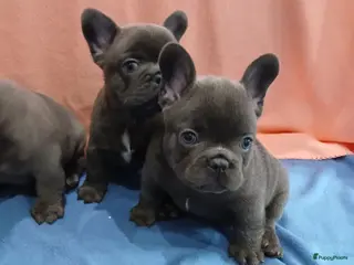 Franse Bulldog honden Franse Bulldog Pups met langer neusje Blauw&lilac - Advertentie 10