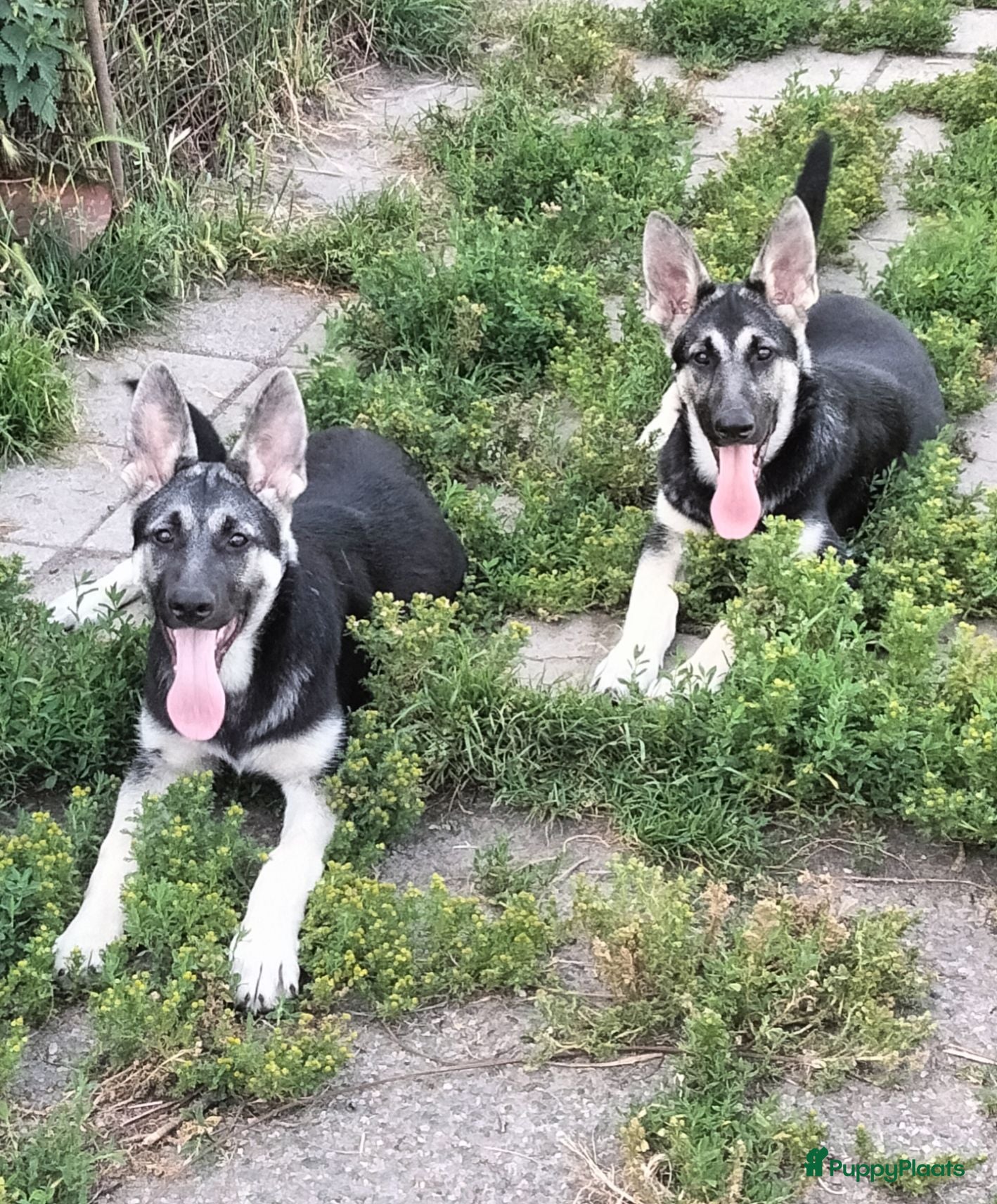 Duitse Herder honden Prachtige Oost Europese herder pups met Stamboom - Advertentie 6