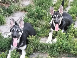 Duitse Herder honden Prachtige Oost Europese herder pups met Stamboom - Advertentie 6