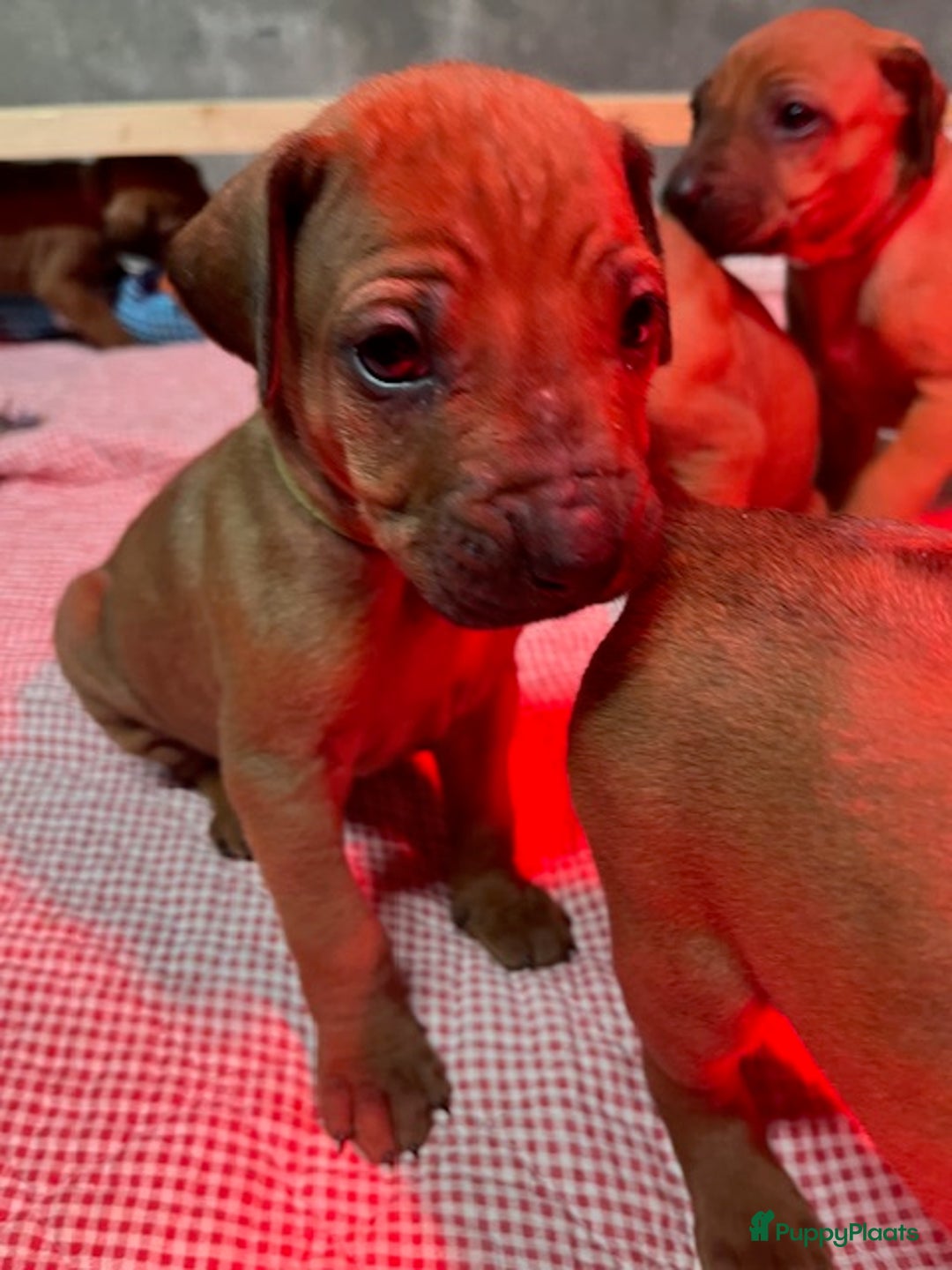 Rhodesian Ridgeback honden te koop: Rhodesian Ridgeback pups met stamboom - Advertentie 9