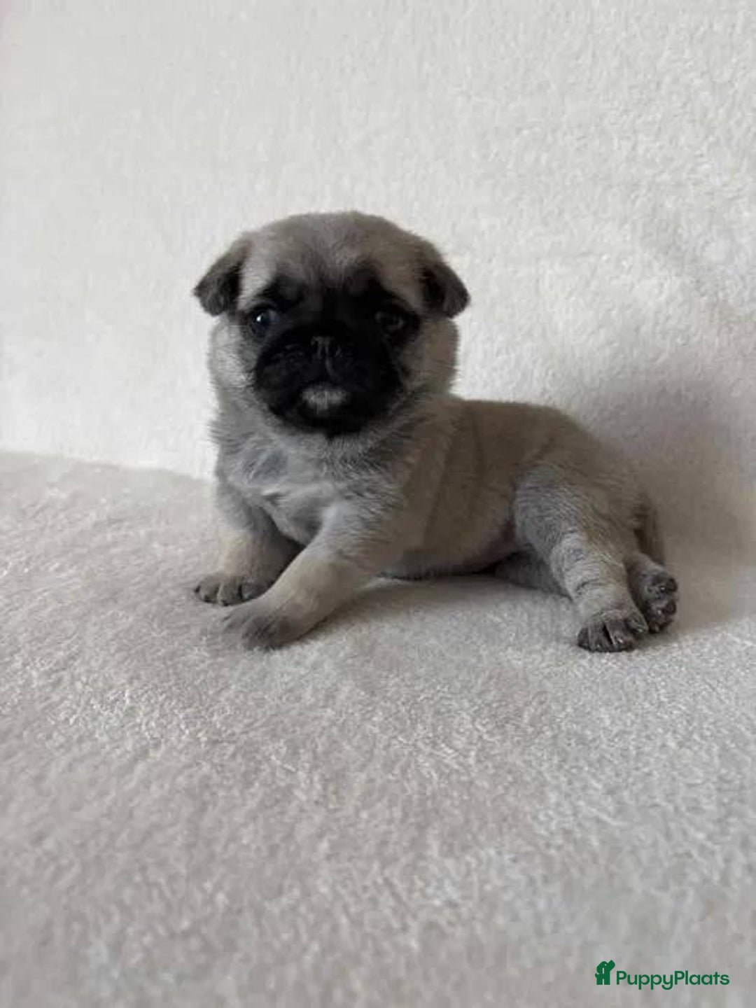 Mopshond honden te koop: Mopshond pups  - Advertentie 4