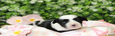 Tibetaanse Terriër Puppy 9