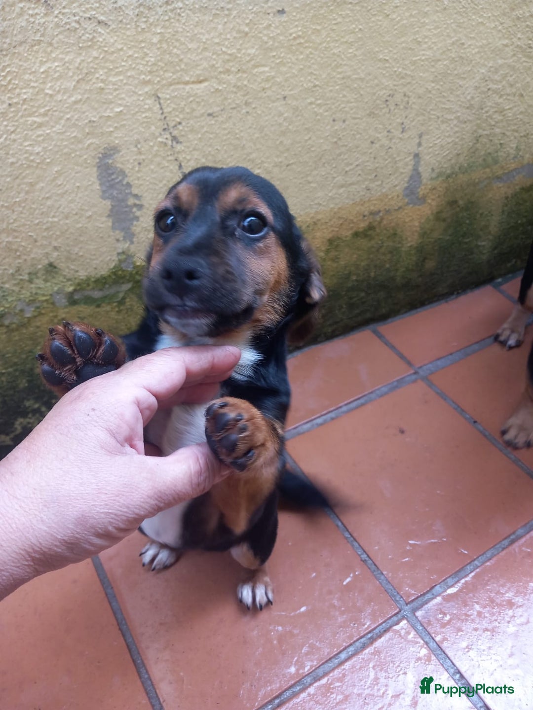 Kruising honden te koop: 2 italiaanse lieverds zoeken een familie - Advertentie 11