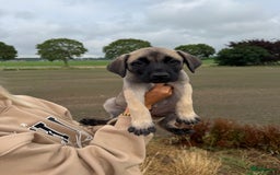 Boerboel honden te koop: 4 lieve boerboel + turkse kangal pups te koop - Afbeelding 2