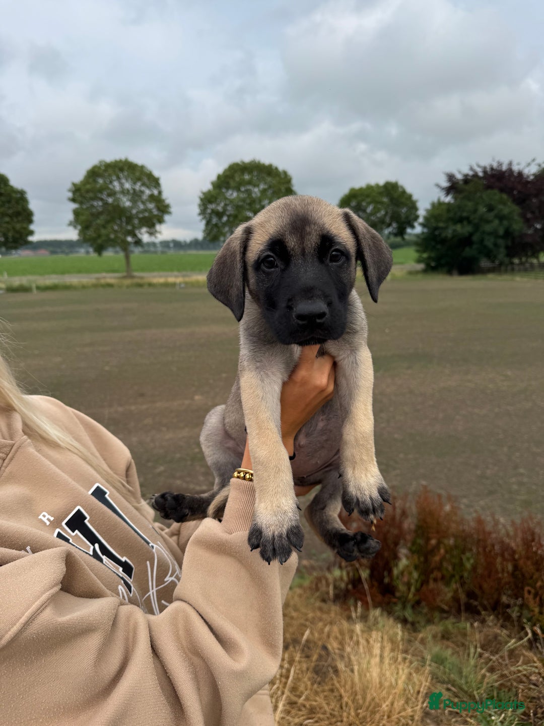Boerboel honden te koop: 4 lieve boerboel + turkse kangal pups te koop - Afbeelding 2