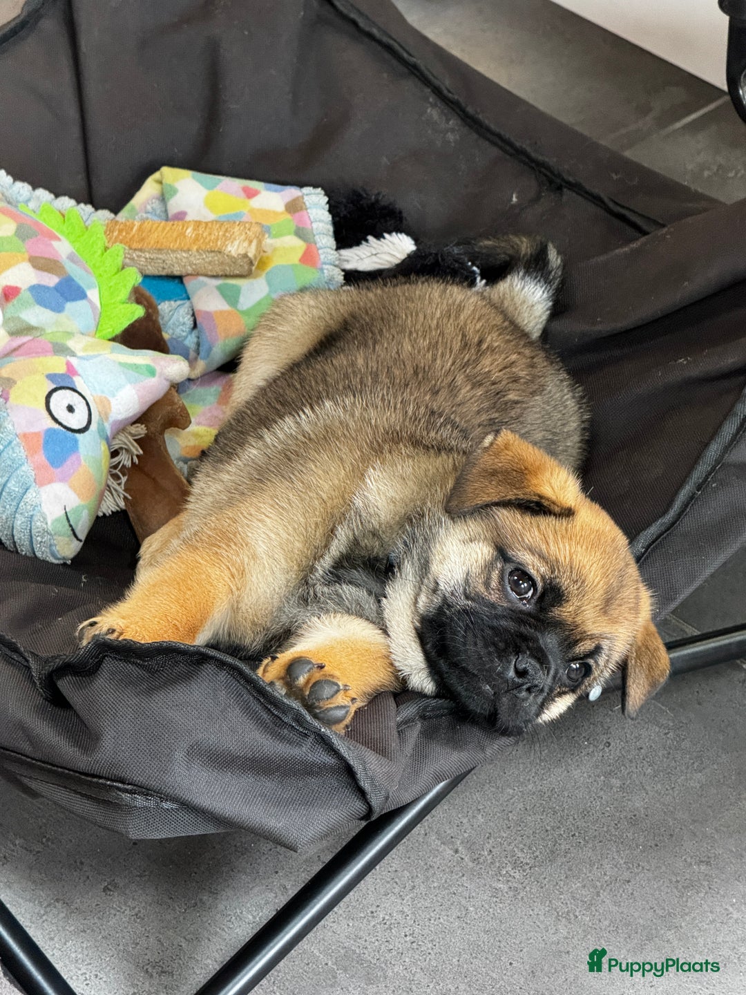 Retromops honden te koop: Retromops pups van volledig geteste ouders - Afbeelding 8