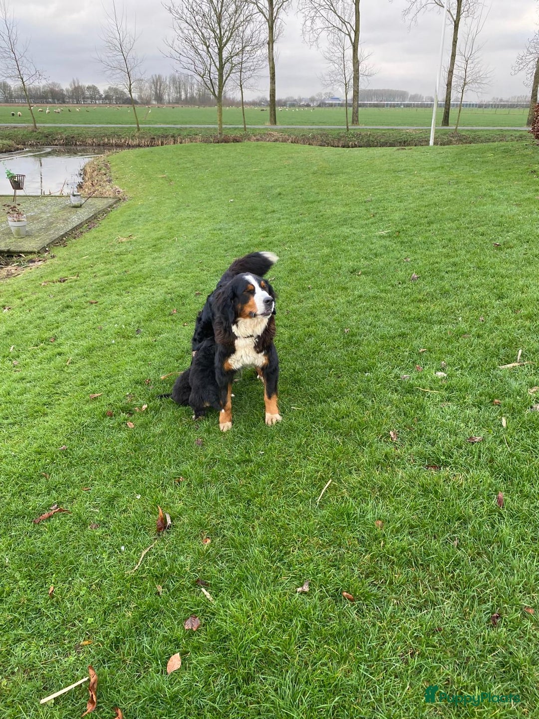 Berner Sennenhond honden te koop: Hele lieve bernersennen pups - Advertentie 1