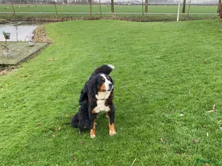 Berner Sennenhond honden Hele lieve bernersennen pups - Advertentie 2