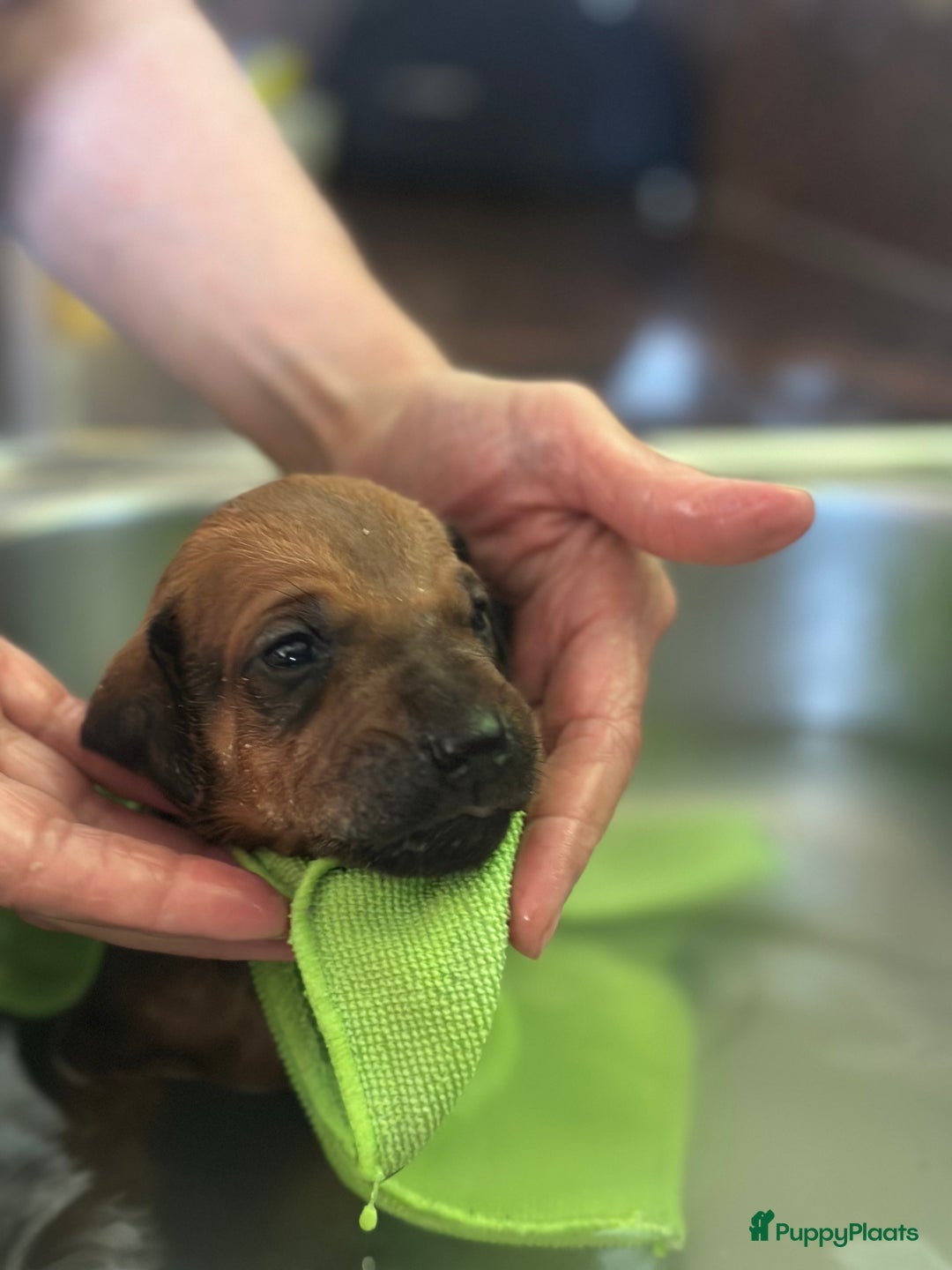 Rhodesian Ridgeback honden te koop: Prachtige en perfecte Rhodesian Ridgeback pups in Oosterbeek - Afbeelding 7