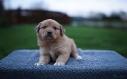 Nova Scotia Duck Tolling Retriever honden te koop: Toller x Australian Shepherd pups in Maurik - Afbeelding 6