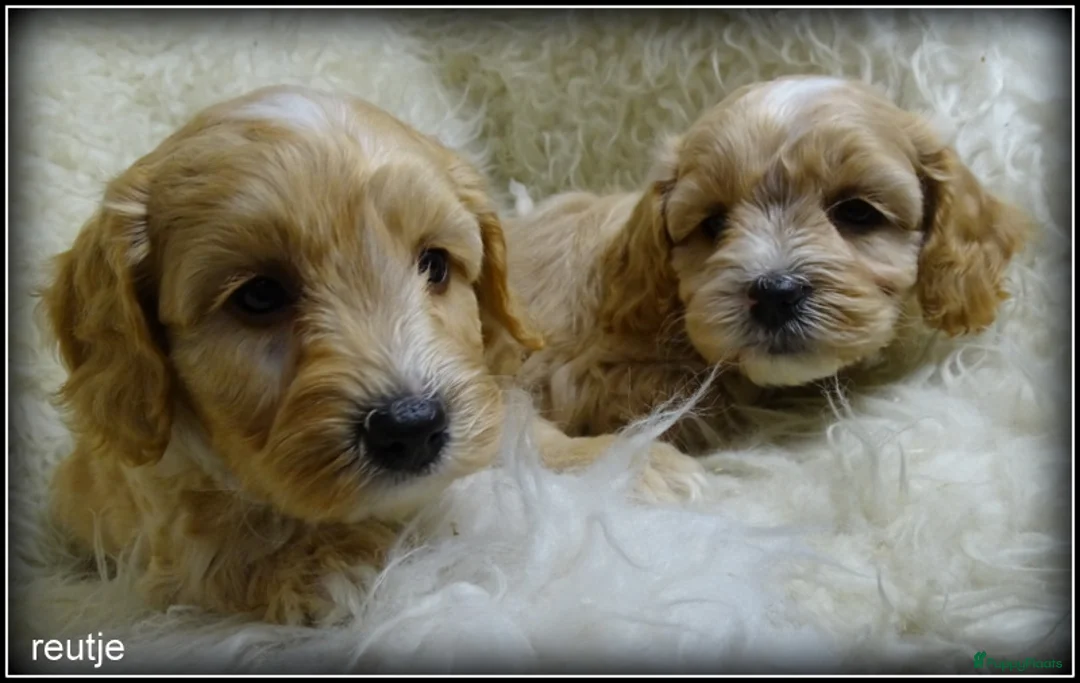 Maltipoo honden te koop: Maltipoo F1b pup reutje - Advertentie 15
