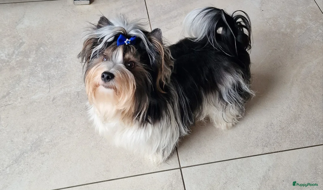 Biewer Terrier honden ter dekking: Prachtige Biewer Terrier Dekreu met Stamboom - Advertentie 3