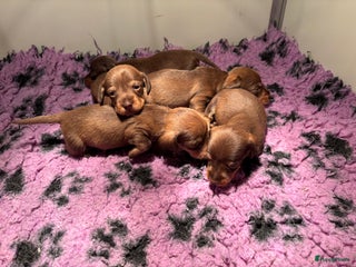 Ruwhaar Teckel honden Prachtige choco kleurige dwerg/kaninchen teckels - Advertentie 3