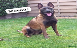 Mechelse Herder honden te koop: Puppy's Mechelse herder - mogen naar nieuw huisje - Afbeelding 29