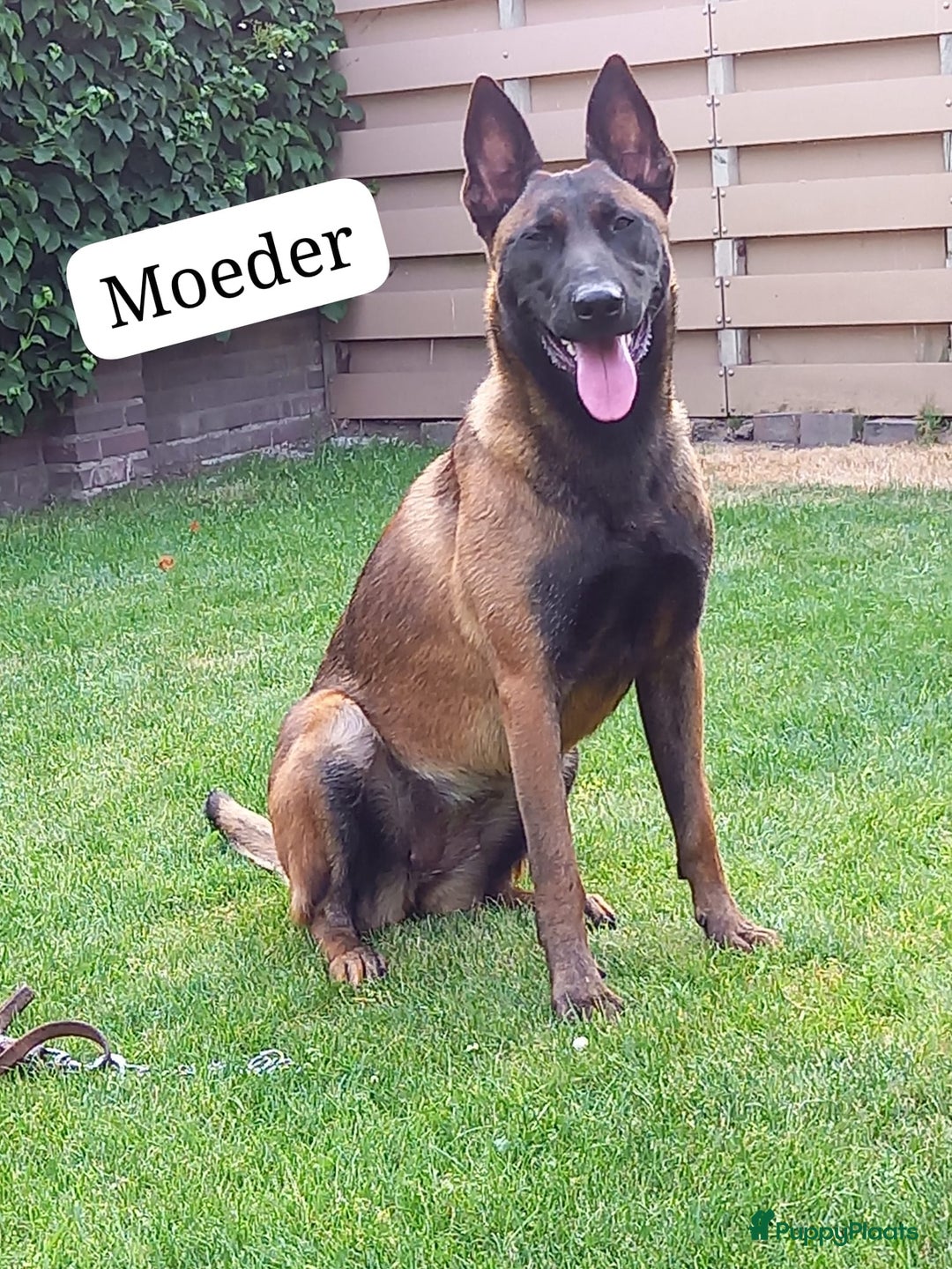 Mechelse Herder honden te koop: Puppy's Mechelse herder - mogen naar nieuw huisje - Afbeelding 29