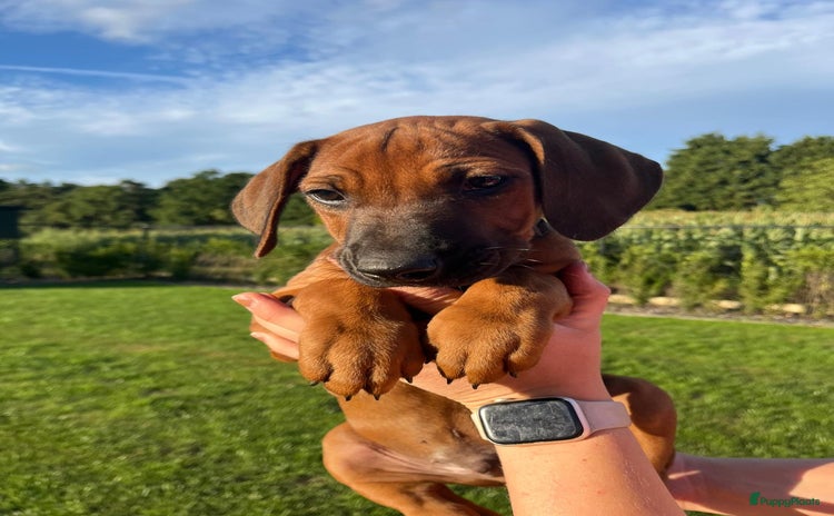 Rhodesian Ridgeback honden in Balen - Advertentie 2