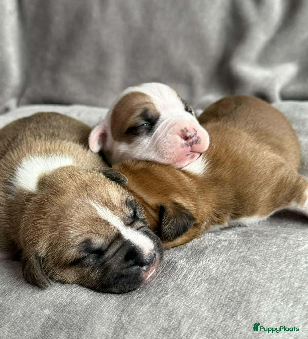 American Staffordshire Terriër honden te koop: American staffordshire terriër pups met stamboom - Advertentie 2