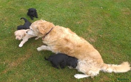 Goldendoodle honden te koop: Golden doodle pups te koop - Afbeelding 1