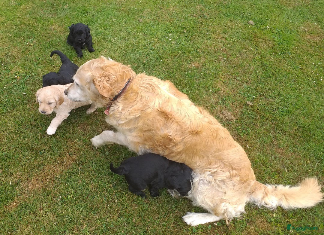 Goldendoodle honden te koop: Golden doodle pups te koop - Afbeelding 1