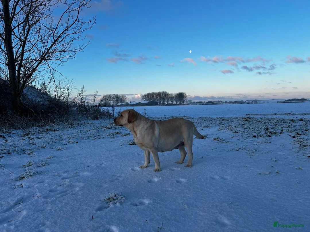 Labrador Retriever honden te koop: Blonde Labrador Pups 1/26 - Advertentie 3