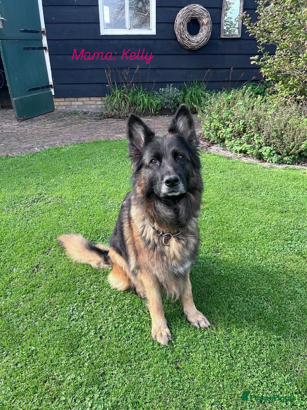 Kruising honden te koop: Lieve duitse herder x border collie pups - Advertentie 11