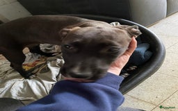 American Staffordshire Terriër honden te koop: Stafford mix cane corso  - Afbeelding 9