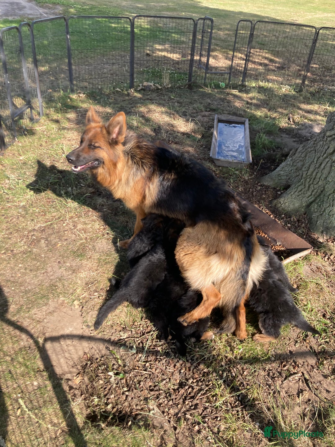Duitse Herder honden te koop: Prachtige langharige Duitse herder met rechte rug - Afbeelding 17
