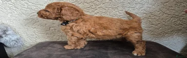 Cockapoo Puppy 6