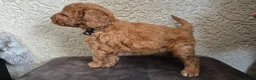 Cockapoo honden te koop: 2 mooie cockapoo meisjes - Advertentie 4