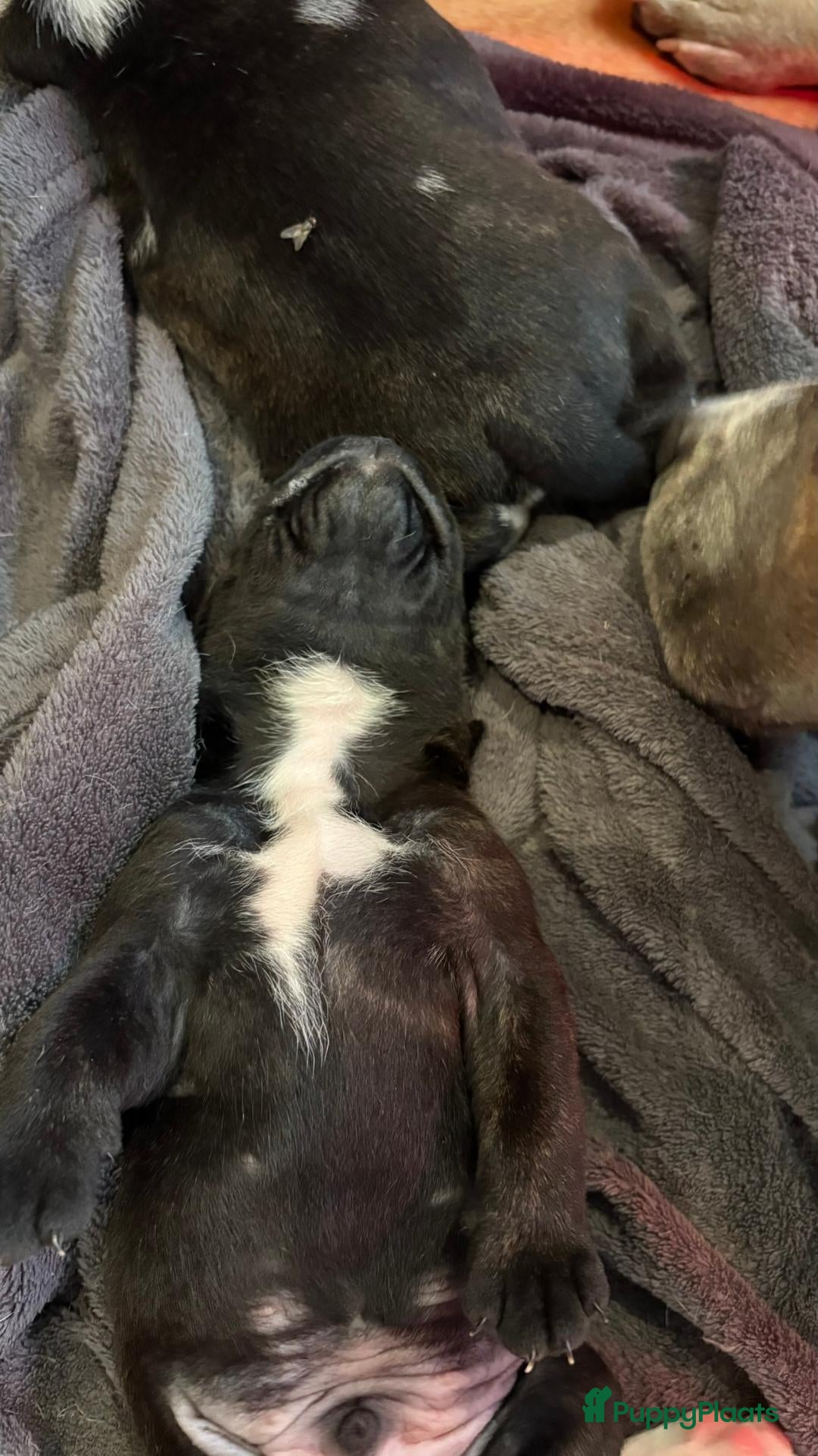 American Staffordshire Terriër honden Prachtig nestje, 2 reutjes, 2 teefjes - Advertentie 2