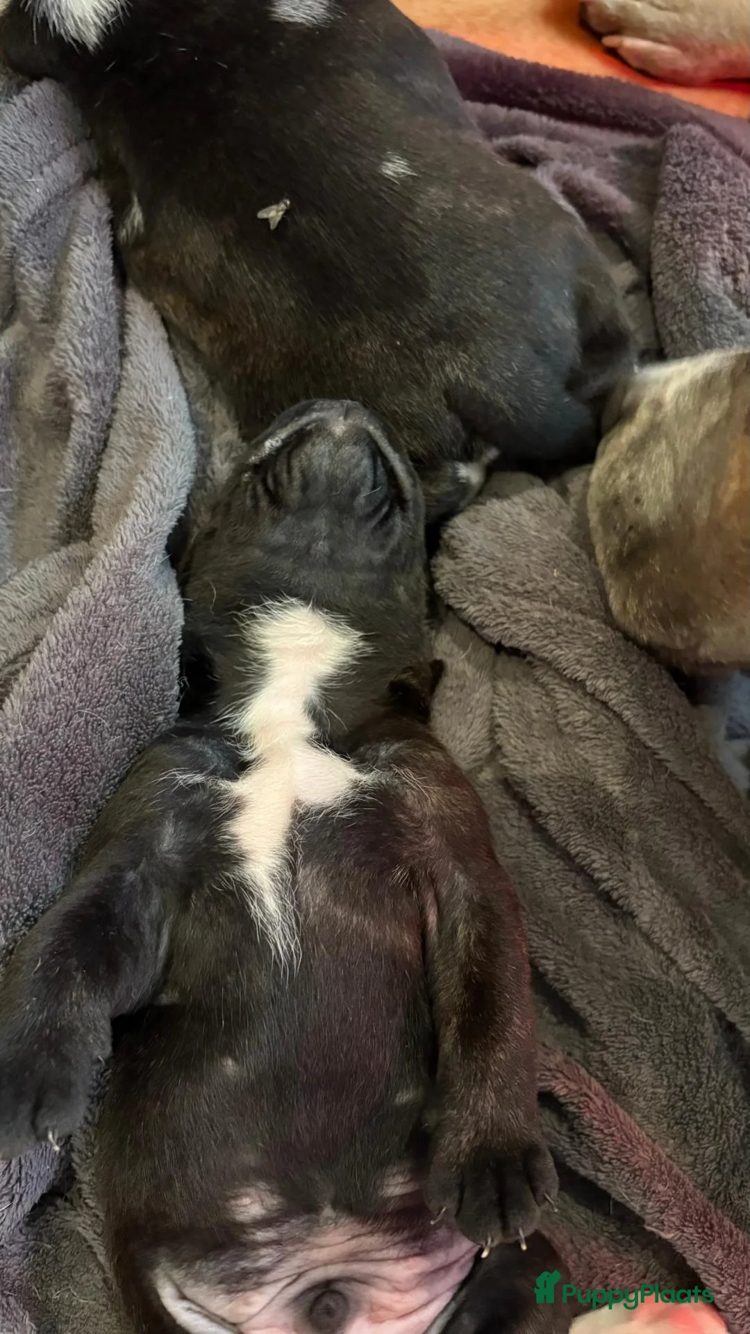 American Staffordshire Terriër honden te koop: Prachtig nestje, 2 reutjes, 2 teefjes - Advertentie 2