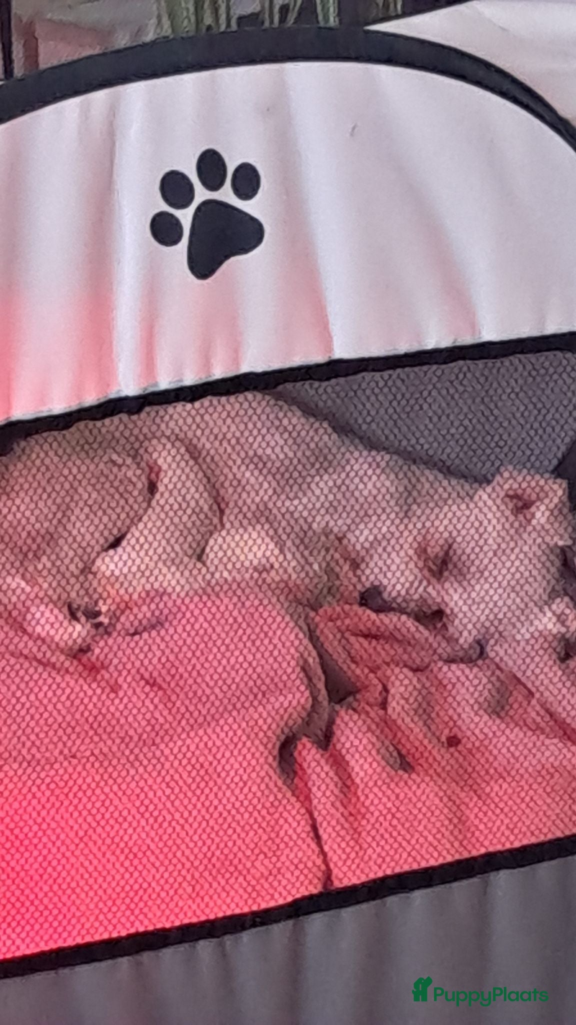 Maltezer honden 5 prachtige maltezer pups eerste nestje - Advertentie 2