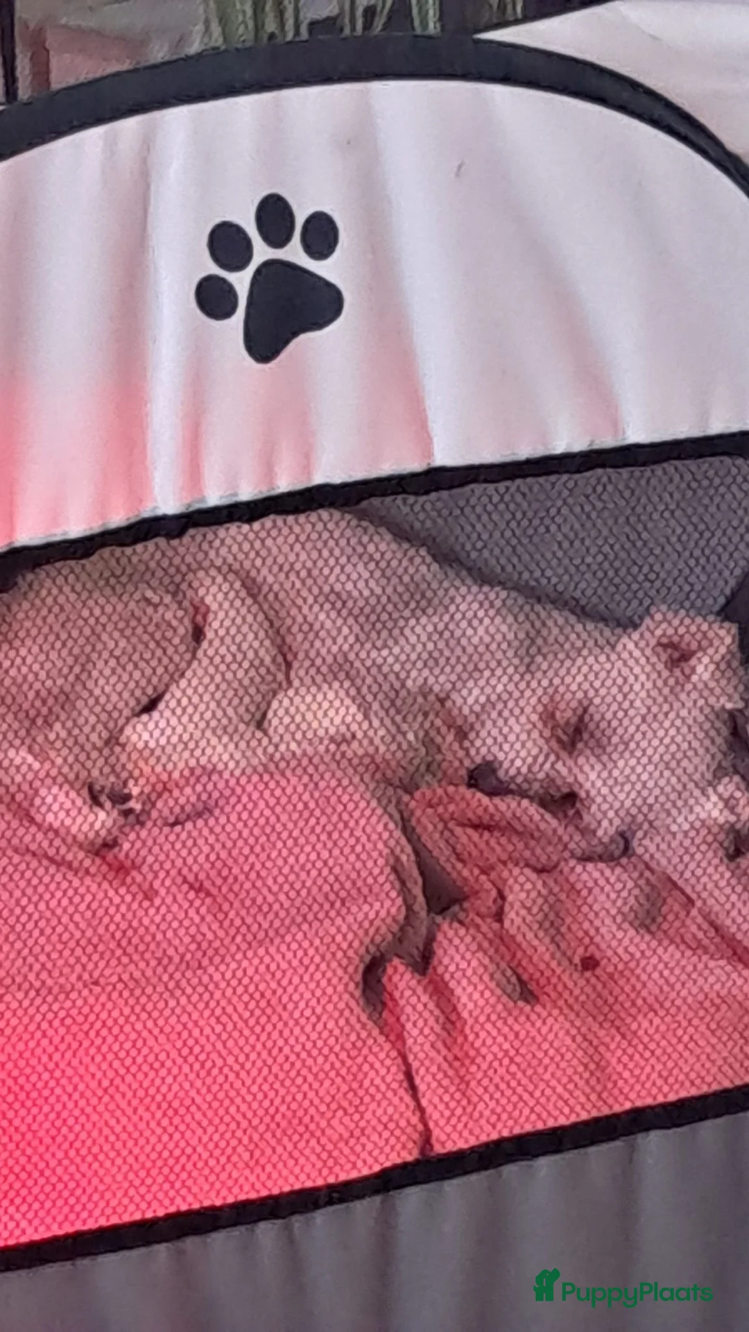 Maltezer honden te koop: 5 prachtige maltezer pups eerste nestje - Advertentie 1