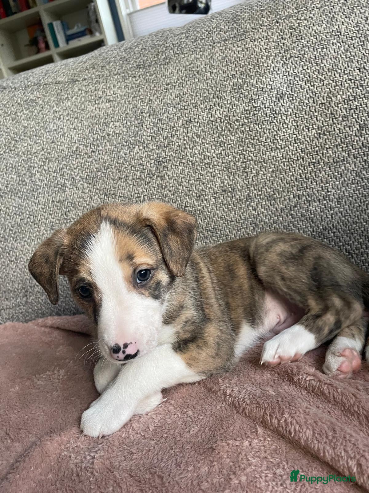 Kruising honden Whippet Pups X Border Collie  – gezinsvriendelijk! - Advertentie 4