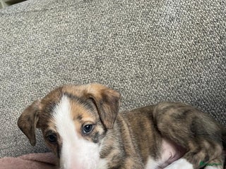 Kruising honden Whippet Pups X Border Collie – gezinsvriendelijk! - Advertentie 11