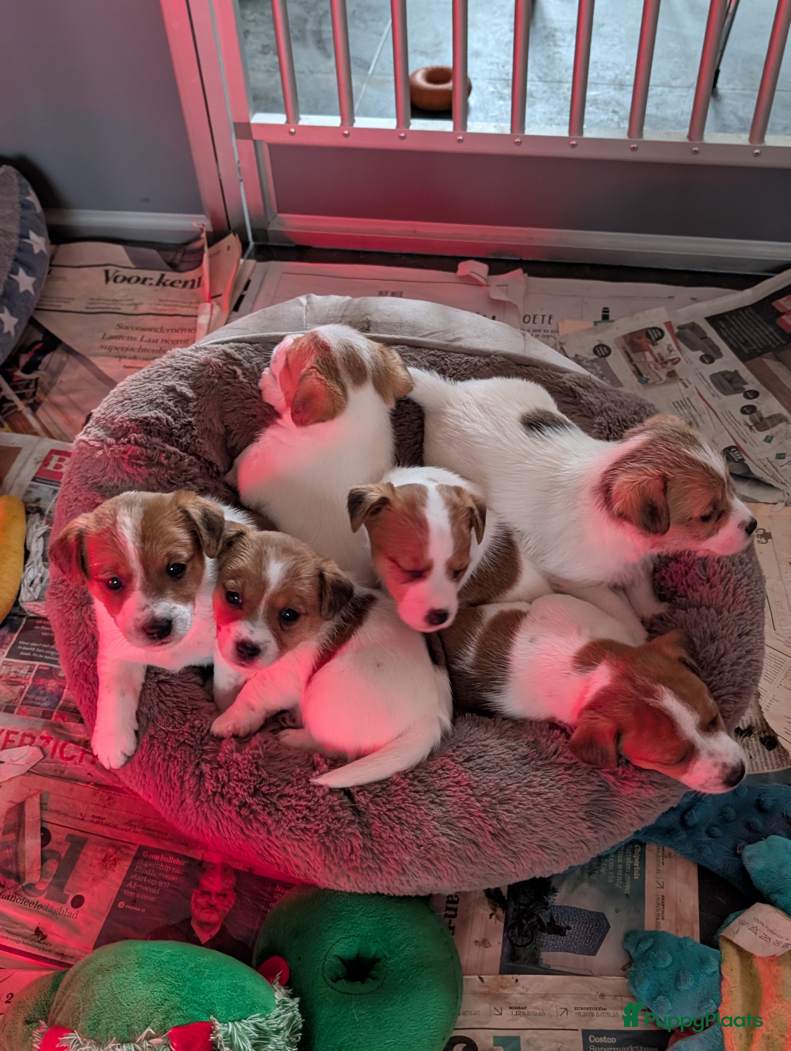 Jack Russel Terriër honden Jack Russell pups met stamboom  - Advertentie 3