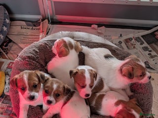 Jack Russel Terriër honden Jack Russell pups met stamboom - Advertentie 3