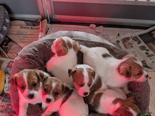 Jack Russel Terriër honden Jack Russell pups met stamboom - Advertentie 1