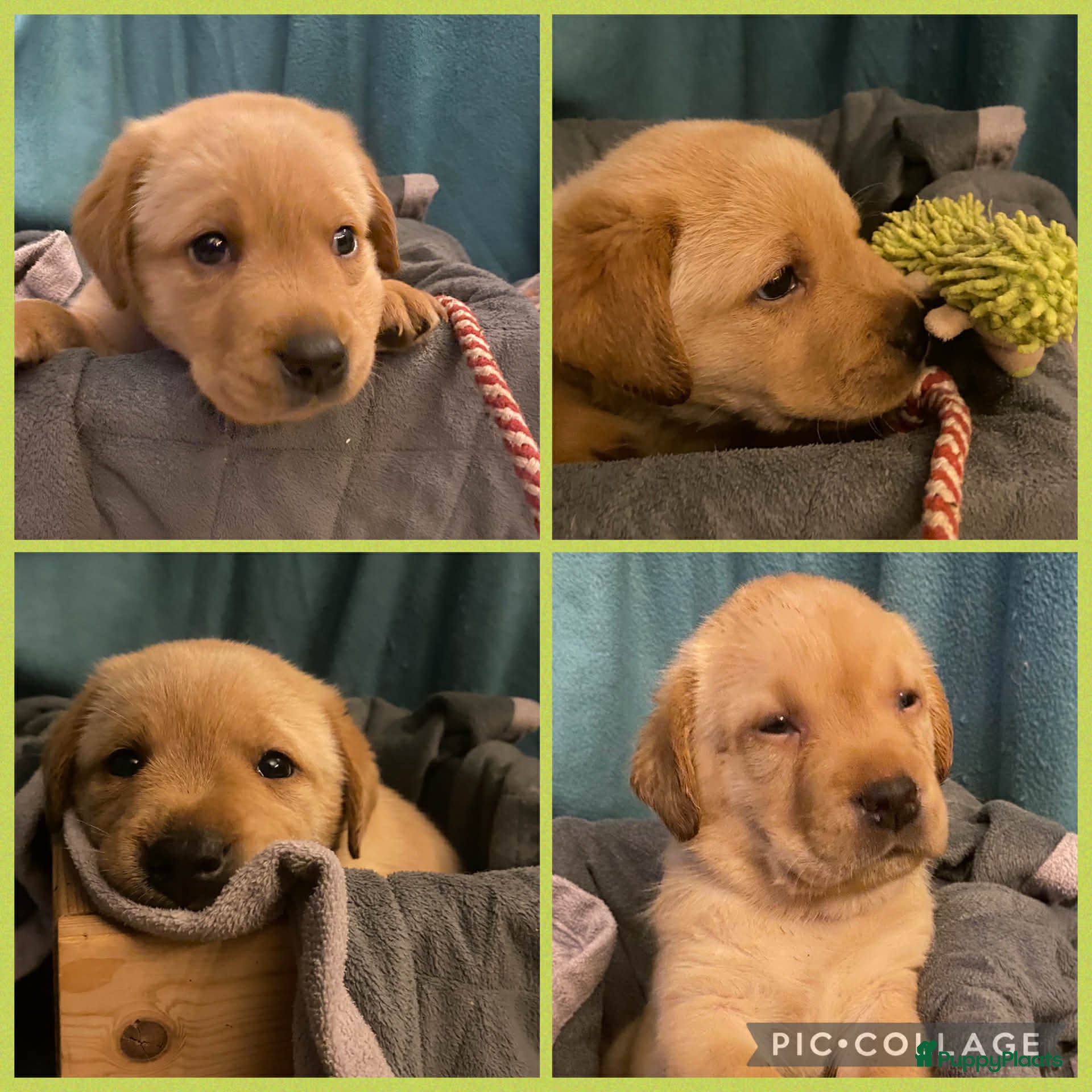 Labrador Retriever honden Labrador pups  - Advertentie 4